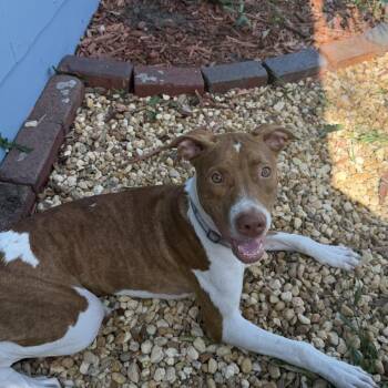 Faith -  Terrier Dog for Adoption in Clearwater, Florida - Faith | PetCurious