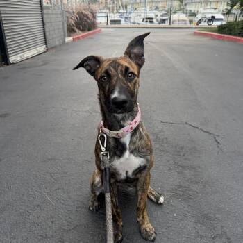 Vivi -  Whippet and Greyhound Dog for Adoption in Marina Del Rey, California - Vivi | PetCurious