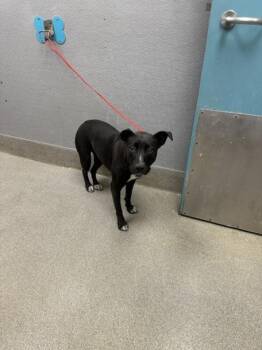 Rescue Pit Bull Terrier and Border Collie Dogs for Adoption in Las Vegas, Nevada - GINGER | PetCurious