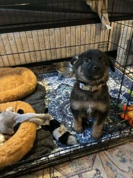 Rescue Shepherd Dogs for Adoption in Mechanicsburg, Pennsylvania - Trinity | PetCurious