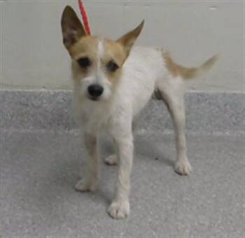 Fox Terrier and Mixed Breed Dogs Available for Adoption in Pasadena, Texas - A185464 | PetCurious