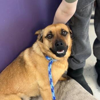 Mixed Breed Dogs Available for Adoption in Park City, Utah - Honey | PetCurious