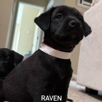 Raven -  Black Labrador Retriever and Mixed Breed Dog for Adoption in San Diego, California - Raven | PetCurious