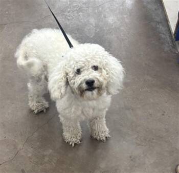 HEAVEN -  Mixed Breed Dog for Adoption in Dallas, Texas - HEAVEN | PetCurious