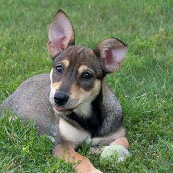 Buttercup -  Chihuahua and Husky Dog for Adoption in Warren, Rhode Island - Buttercup | PetCurious