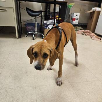 SCFL-Stray-66929 -  Mixed Breed Dog for Adoption in Lake Panasoffkee, Florida - SCFL-Stray-66929 | PetCurious