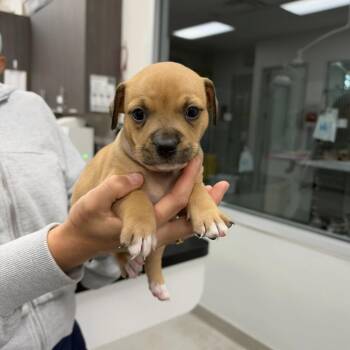 Paris -  Mixed Breed Dog for Adoption in Jupiter, Florida - Paris | PetCurious