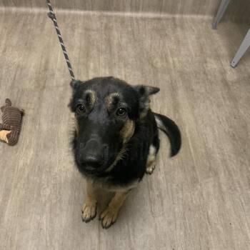 Maud -  German Shepherd Dog Dog for Adoption in Pasadena, California - Maud | PetCurious