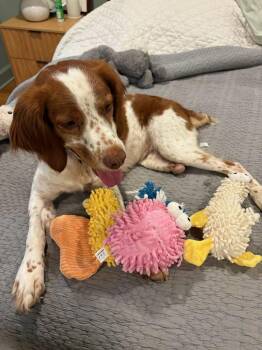 Dolly -  Brittany Spaniel Dog for Adoption in Marion, Massachusetts - Dolly | PetCurious