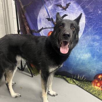 AC-5414 "Mr. Hyde" -  Shepherd Dog for Adoption in Conyers, Georgia - AC-5414 "Mr. Hyde" | PetCurious