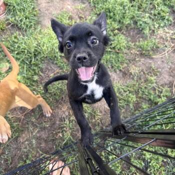 French Bulldog and Yorkshire Terrier Dogs Available for Adoption - Eclair | PetCurious