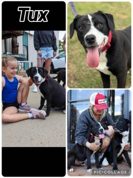 Tux -  Beagle Dog for Adoption in Zimmerman, Minnesota - Tux | PetCurious