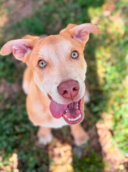 WHISKEY -  Husky Dog for Adoption in Vaughan, Ontario - WHISKEY | PetCurious