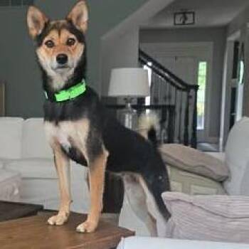 Stormy -  Shiba Inu Dog for Adoption in Overland Park, Kansas - Stormy | PetCurious