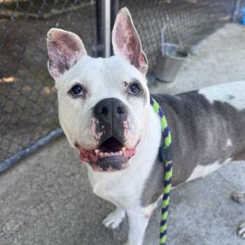 Brutus -  Pit Bull Terrier Dog for Adoption in Philadelphia, Pennsylvania - Brutus | PetCurious
