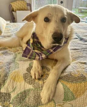White German Shepherd Dogs Available for Adoption in Londonderry, New Hampshire - Logan | PetCurious