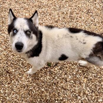 Lyzse -  Husky Dog for Adoption in Opelika, Alabama - Lyzse | PetCurious