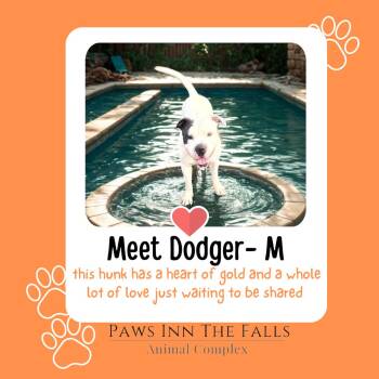 Rescue Pit Bull Terrier Dogs for Adoption in Niagara Falls, New York - Dodger | PetCurious