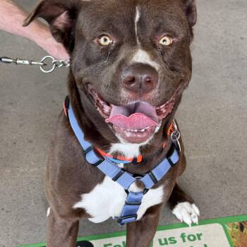 American Staffordshire Terrier Dogs Available for Adoption - Hercules | PetCurious