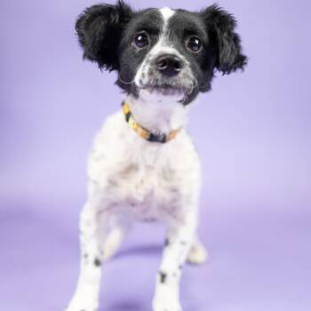 Vicky -  Terrier Dog for Adoption in Portland, Oregon - Vicky | PetCurious