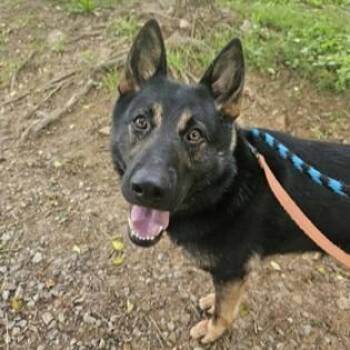 Rescue German Shepherd Dog Dogs for Adoption in Phoenixville, Pennsylvania - Cyrus | PetCurious