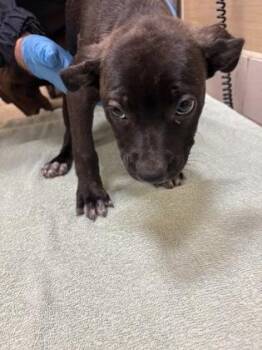 Terrier and Mixed Breed Dogs Available for Adoption - Cannoli | PetCurious