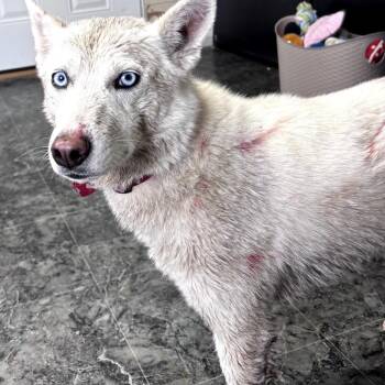 Klee Kai Dogs Available for Adoption in Moses Lake, Washington - Arwen | PetCurious