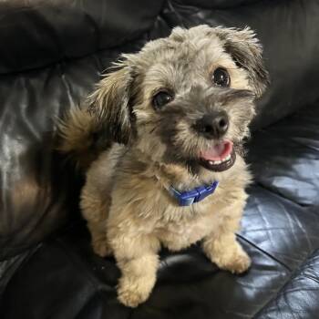 Poodle and Shih Tzu Dogs Available for Adoption - Dorothy | PetCurious