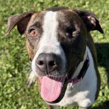 Tinker Belle -  Pit Bull Terrier Dog for Adoption in Jefferson, Wisconsin - Tinker Belle | PetCurious