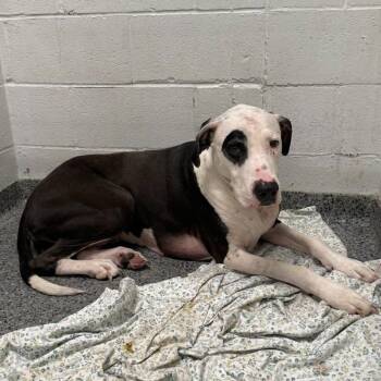 Jellybean -  Mixed Breed Dog for Adoption in Jeffersonville, Indiana - Jellybean | PetCurious