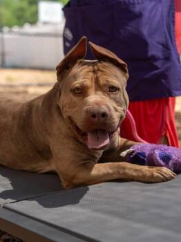 Mixed Breed Dogs Available for Adoption in Chamblee, Georgia - Simba | PetCurious