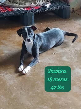 Rescue Shepherd and Xoloitzcuintli Mexican Hairless Dogs for Adoption in Virginia Beach, Virginia - Shakira | PetCurious