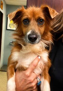 Goldie - The Angel Girl -  Cavalier King Charles Spaniel and Dachshund Dog for Adoption in Carolina, Carolina - Goldie - The Angel Girl | PetCurious