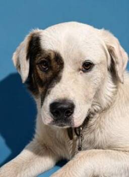 ARCHIE -  Mixed Breed Dog for Adoption in Jacksonville, Florida - ARCHIE | PetCurious