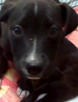 Labrador Retriever and Mixed Breed Dogs Available for Adoption in Tulsa, Oklahoma - A182494 | PetCurious