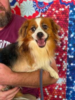 Grilled Cheese -  Mixed Breed Dog for Adoption in Wayne, New Jersey - Grilled Cheese | PetCurious