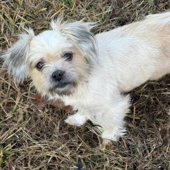 Shih Tzu Dogs Available for Adoption - Star 22037 | PetCurious
