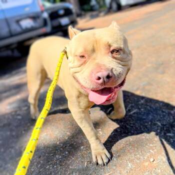 Big Papi -  Mixed Breed Dog for Adoption in Oakland, California - Big Papi | PetCurious