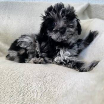 Mako -  Australian Shepherd and Poodle Dog for Adoption in Phoenix, Arizona - Mako | PetCurious