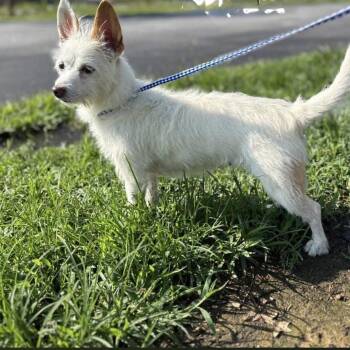 Coraline 10-2013 -  West Highland White Terrier Westie and Mixed Breed Dog for Adoption in Tyrone, Georgia - Coraline 10-2013 | PetCurious