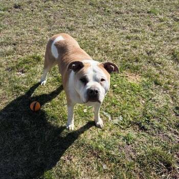 Pit Bull Terrier Dogs Available for Adoption in Driggs, Idaho - Cocoa | PetCurious