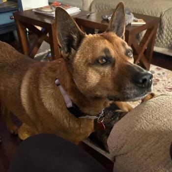 Sydney -  Belgian Shepherd Malinois Dog for Adoption in Seguin, Texas - Sydney | PetCurious