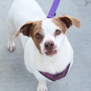 Chandler -  Chihuahua Dog for Adoption in Newport Beach, California - Chandler | PetCurious
