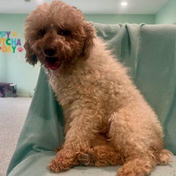 Miniature Poodle Dogs Available for Adoption in Zionsville, Indiana - Buddy | PetCurious