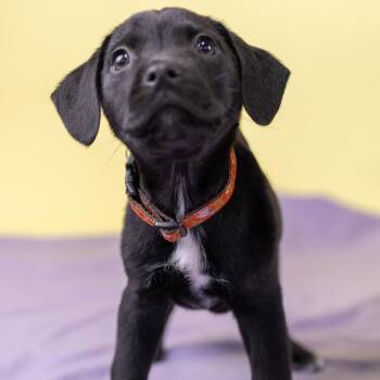 Mixed Breed Dogs Available for Adoption - Nerf | PetCurious