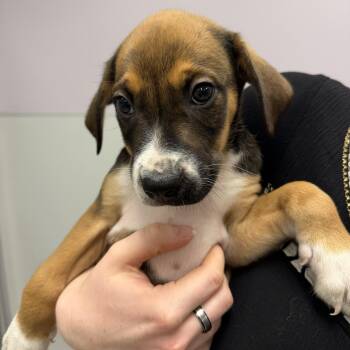 Rex -  Mixed Breed Dog for Adoption in Cooperstown, New York - Rex | PetCurious