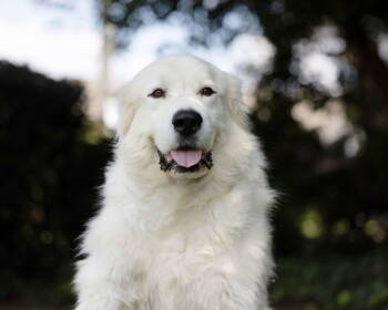 Rescue Great Pyrenees Dogs for Adoption in Decatur, Georgia - Ferdinand | PetCurious
