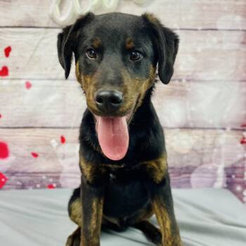 Labrador Retriever and Mixed Breed Dogs Available for Adoption in Lebanon, Missouri - Wayne | PetCurious