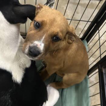 Pit Bull Terrier Dogs Available for Adoption - Sonya | PetCurious