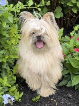 Yorkshire Terrier and Shih Tzu Dogs Available for Adoption in Pasadena, Texas - Jax | PetCurious